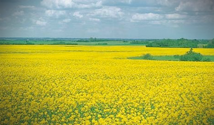 Alberta Canola Oil is the preferred cooking oil of the Chinese Master Chefs